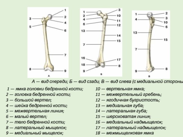 Бедренная кость правая вид сзади