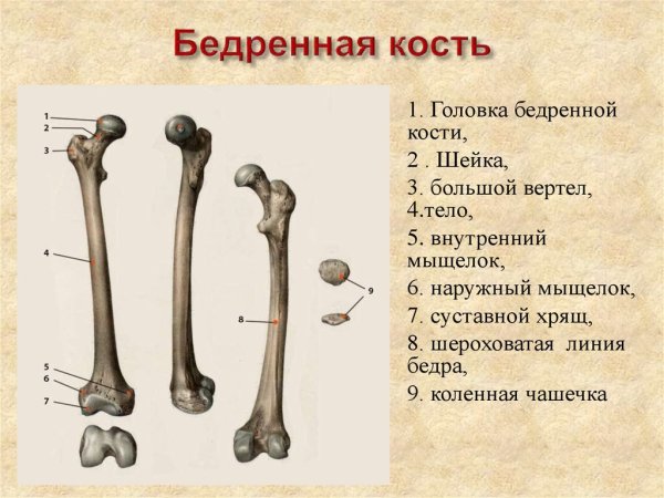 Внутреннее строение бедренной кости(анатомия)