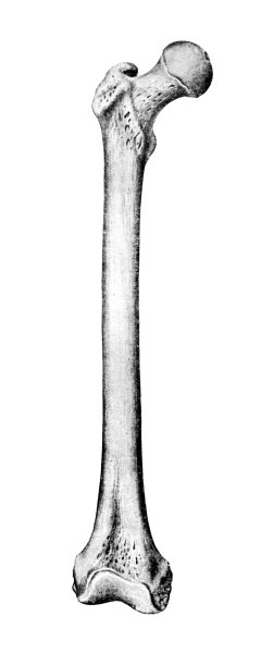 Бедренная кость анатомия Синельников