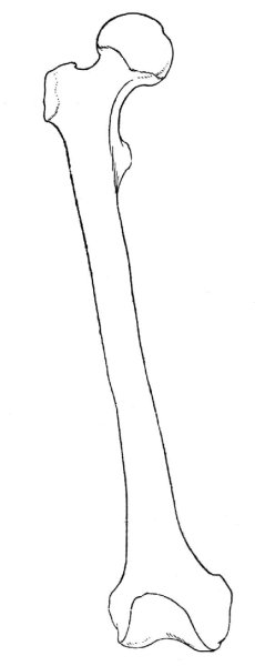 Кость скелета