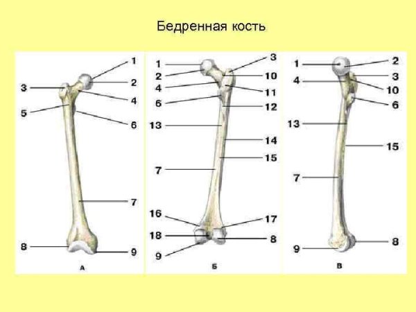 Кости нижней конечности бедренная кость