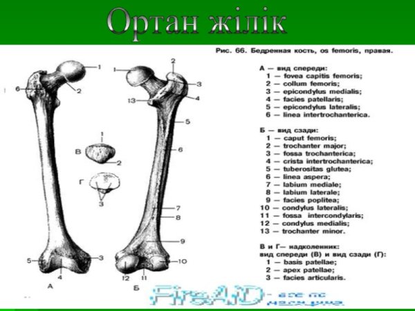 Строение бедренной кости на латинском и русском