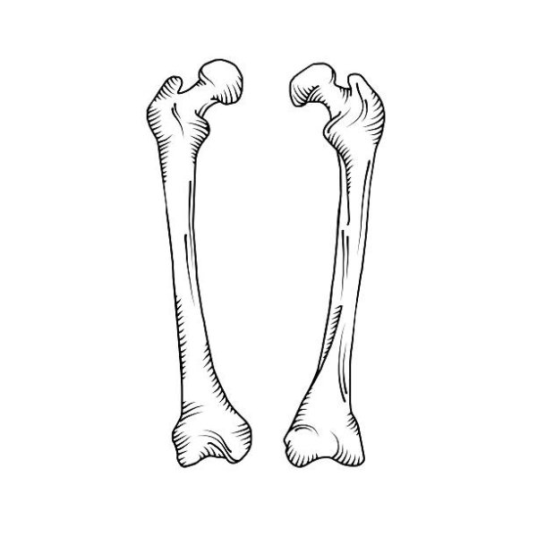 Кость скелета