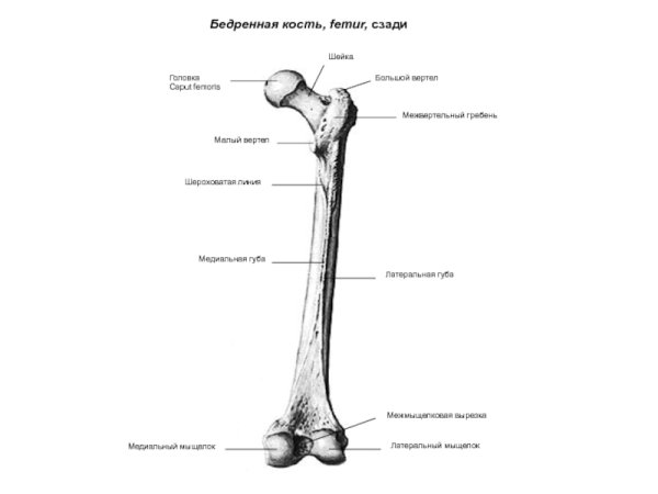 Малый вертел бедренной кости