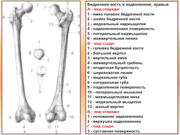 Бедренная кость анатомия описание