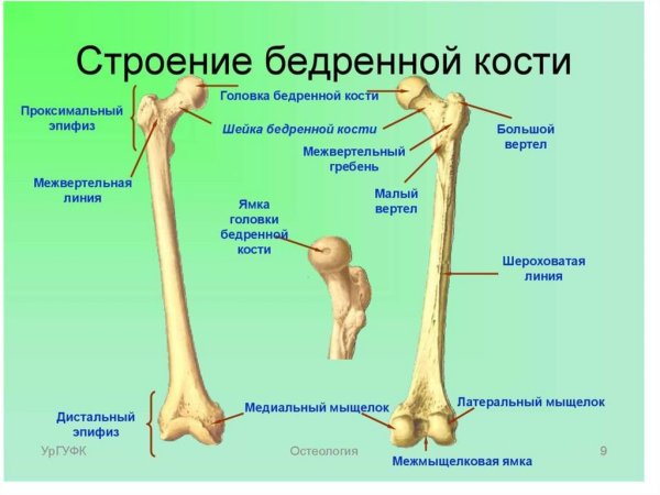Бедренная кость межвертельный гребень