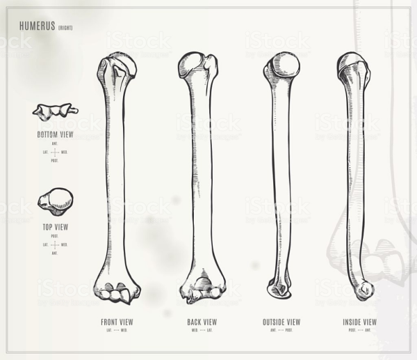 Плечевая кость рисунок