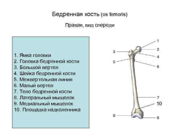 Остеология бедренная кость