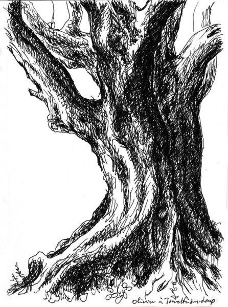 Дуб без листвы