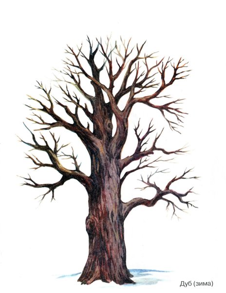 Дерево дуб без листьев