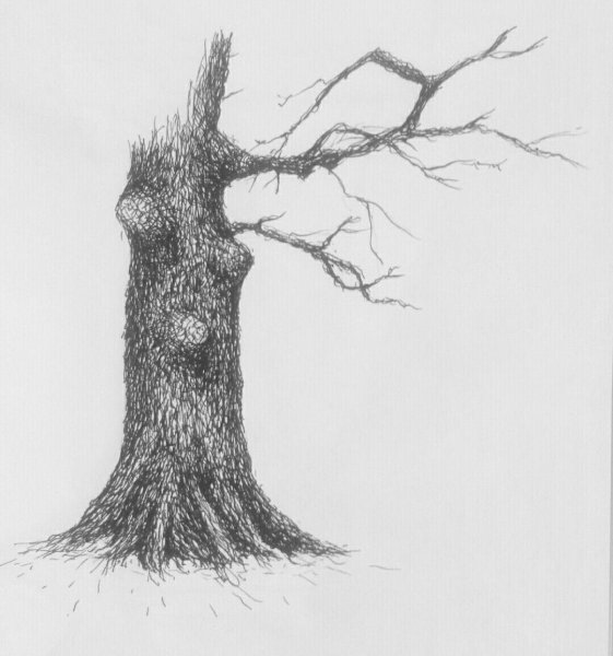 Силуэт дерева с дуплом