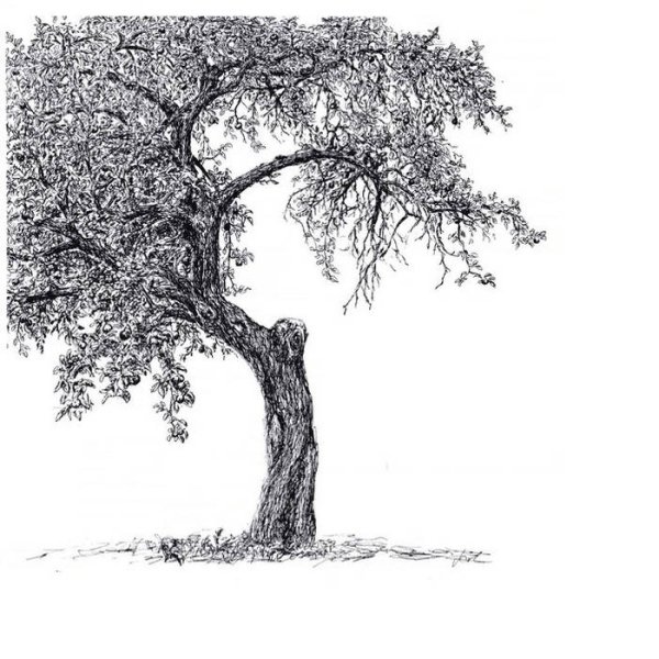 Кора дерева карандашом