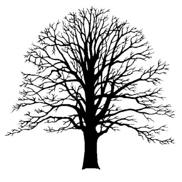 Нарисовать ствол дерева