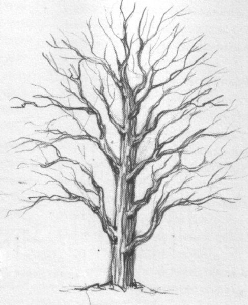 Силуэт дерева с дуплом