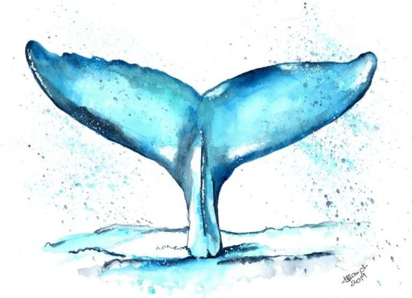 Хвост кита акварелью скетч