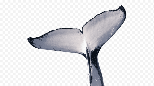 Хвост кита на белом фоне