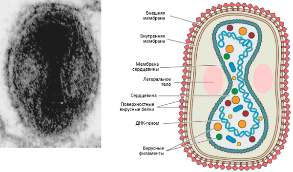Вирус натуральной оспы строение