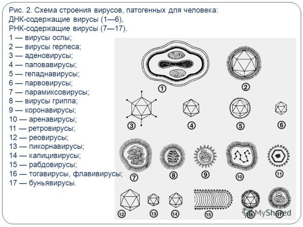 Схема строения вируса герпеса