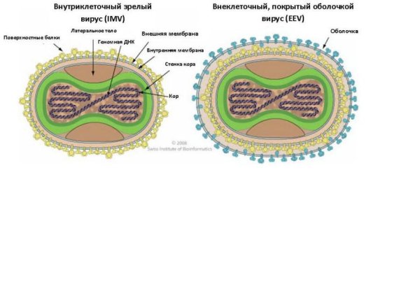Вирус натуральной оспы строение