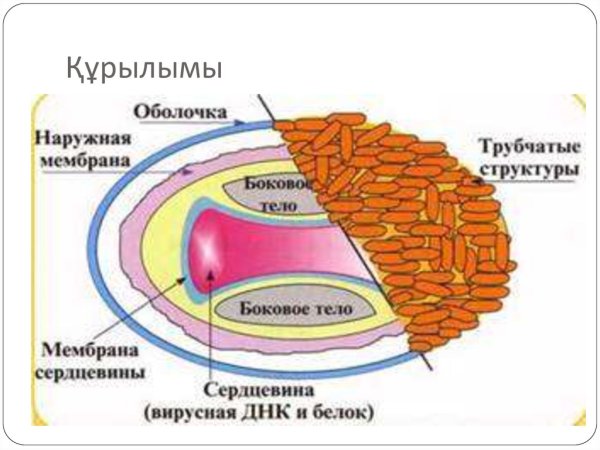 Вирус оспы строение