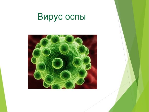 Вирус чёрной оспы строение