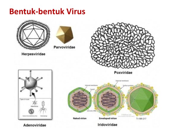 Вирус семейства Iridoviridae