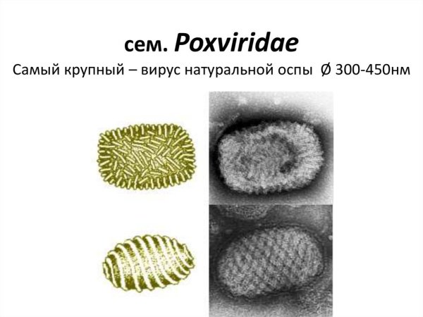Вирус натуральной оспы микробиология