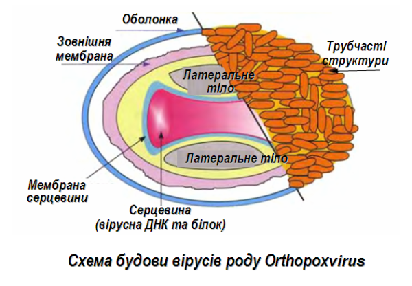 Вирус оспы строение схема