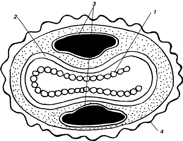 Вирус натуральной оспы строение