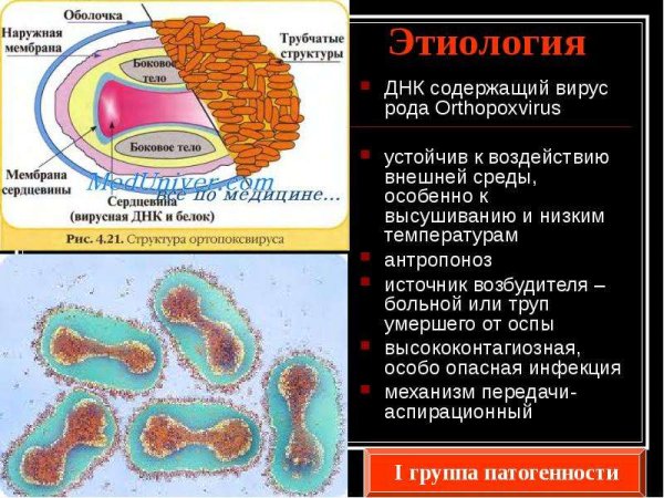 Вирус натуральной оспы строение