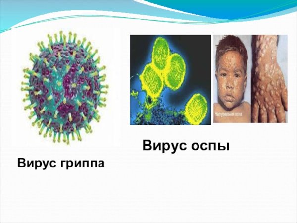 Вирус оспы и вирус гриппа