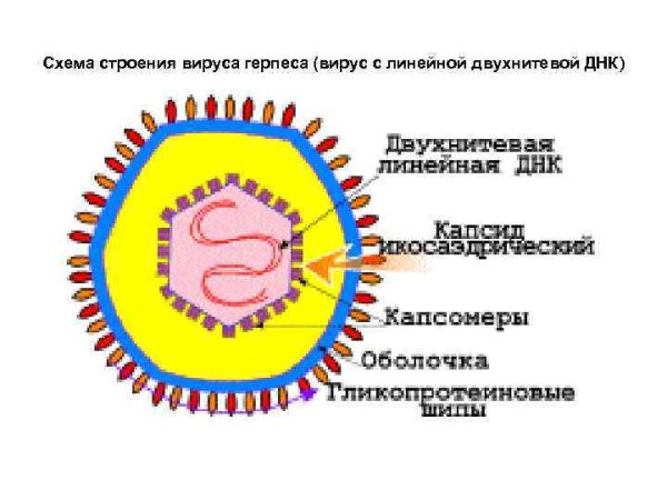 Вирус герпеса строение вириона