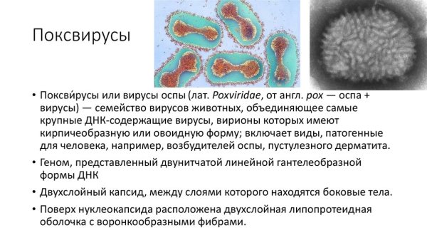 Поксвирусы строение