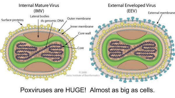 Схема строения вируса натуральной оспы