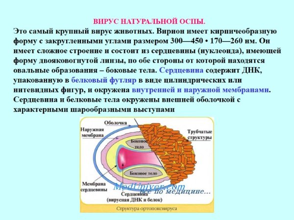 Вирус натуральной оспы строение