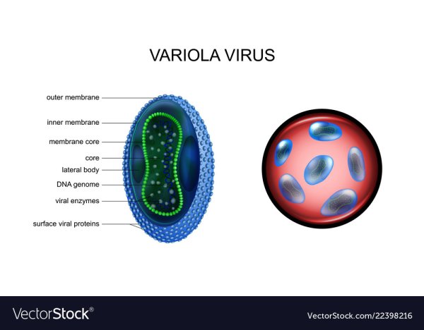 Первая бактерия клетка