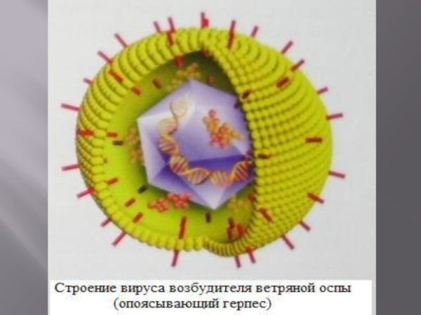Вирус натуральной оспы строение