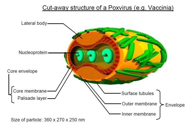 Вирус ветряной оспы строение