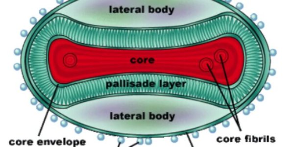 Ветряная оспа строение вируса