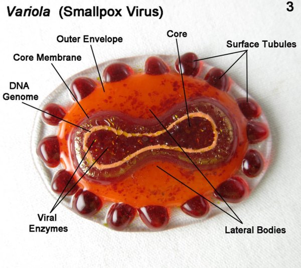 Коронавирус модель вируса