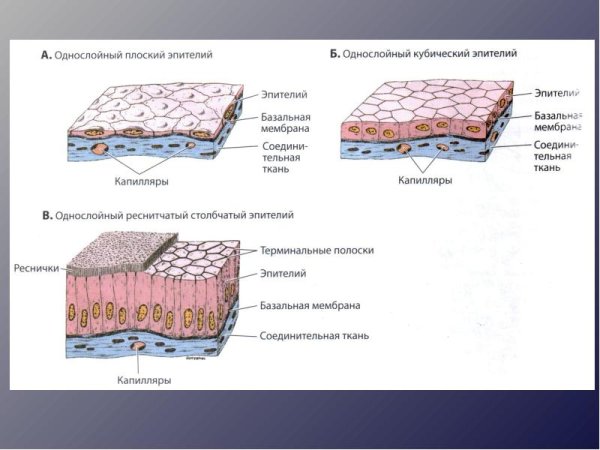 Однослойный плоский эпителий строение