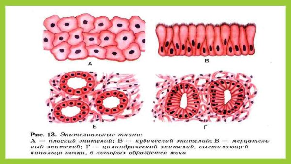 Эпителиальная ткань гистология рисунок