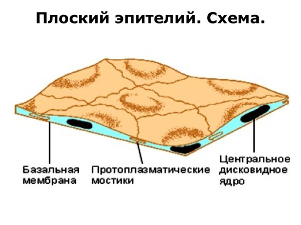 Плоский эпителий схематический