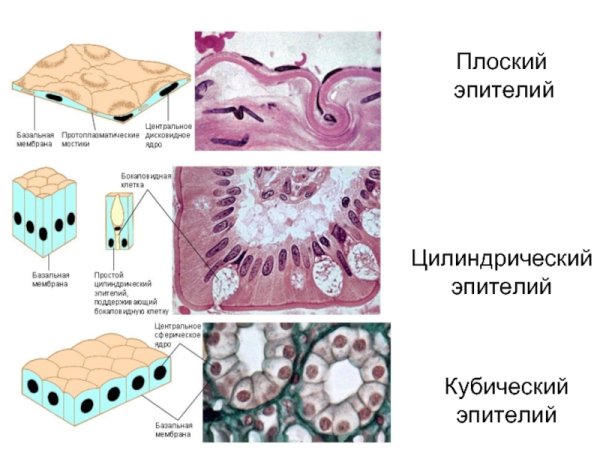 Плоский кубический и цилиндрический эпителий