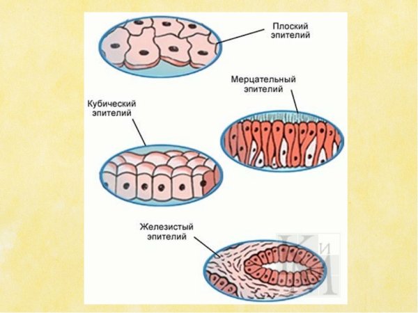 Строение клетки эпителиальной ткани