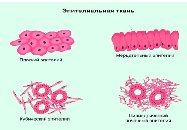 Строение плоского эпителия рисунок