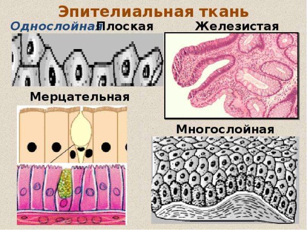Однослойная эпителиальная ткань ткань