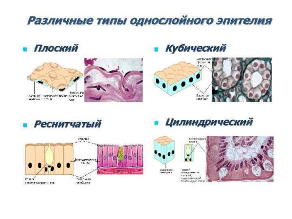 Плоский эпителий кубический эпителий