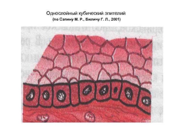 Многослойный плоский ороговевающий эпителий схема