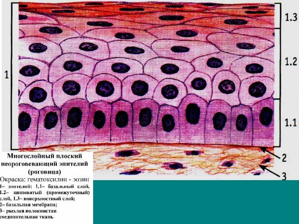 Однослойный плоский эпителий мезотелий